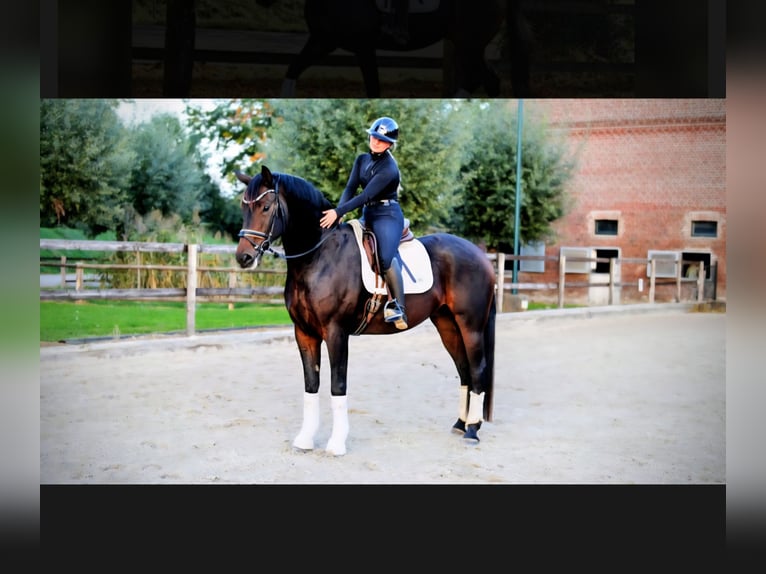 Hannoveraner Wallach 7 Jahre 170 cm Dunkelbrauner in Kempen