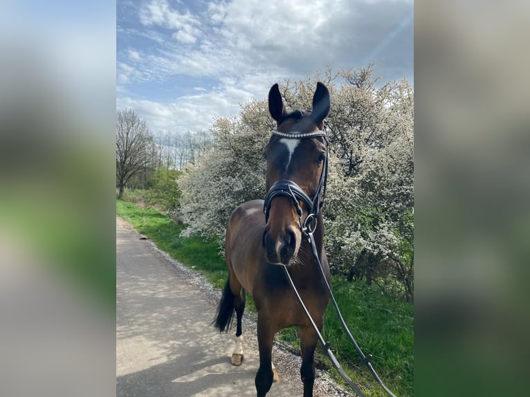 Hannoveraner Wallach 7 Jahre 170 cm Dunkelbrauner in Kall