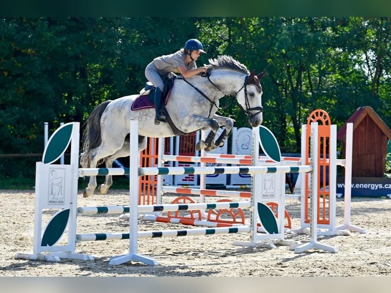 Hannoveraner Wallach 7 Jahre 170 cm Falbe in Brno