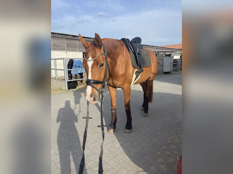 Hannoveraner Wallach 7 Jahre 170 cm Fuchs in Albig