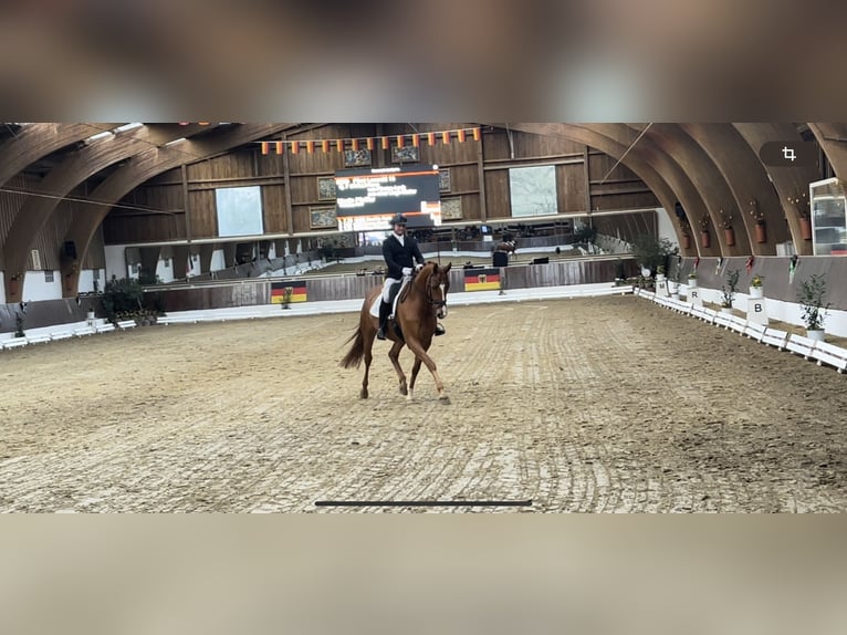 Hannoveraner Wallach 7 Jahre 170 cm Fuchs in Albig