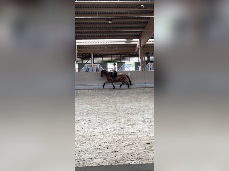 Hannoveraner Wallach 7 Jahre 170 cm Fuchs in Albig