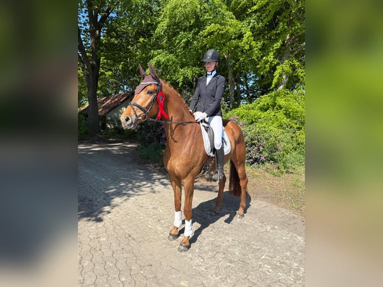 Hannoveraner Wallach 7 Jahre 170 cm Fuchs in Bassum