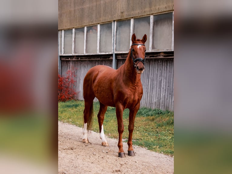 Hannoveraner Wallach 7 Jahre 170 cm Fuchs in Stattegg