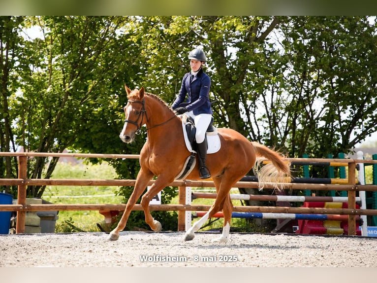 Hannoveraner Wallach 7 Jahre 170 cm Fuchs in Strasbourg