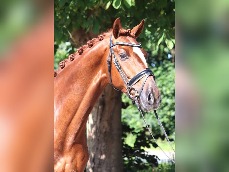 Hannoveraner Wallach 7 Jahre 170 cm Fuchs in Selsingen