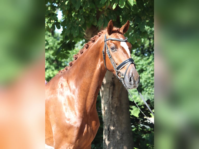 Hannoveraner Wallach 7 Jahre 170 cm Fuchs in Selsingen
