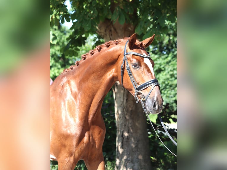 Hannoveraner Wallach 7 Jahre 170 cm Fuchs in Selsingen