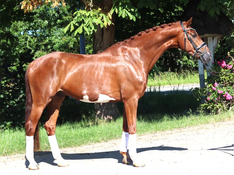 Hannoveraner Wallach 7 Jahre 170 cm Fuchs in Selsingen