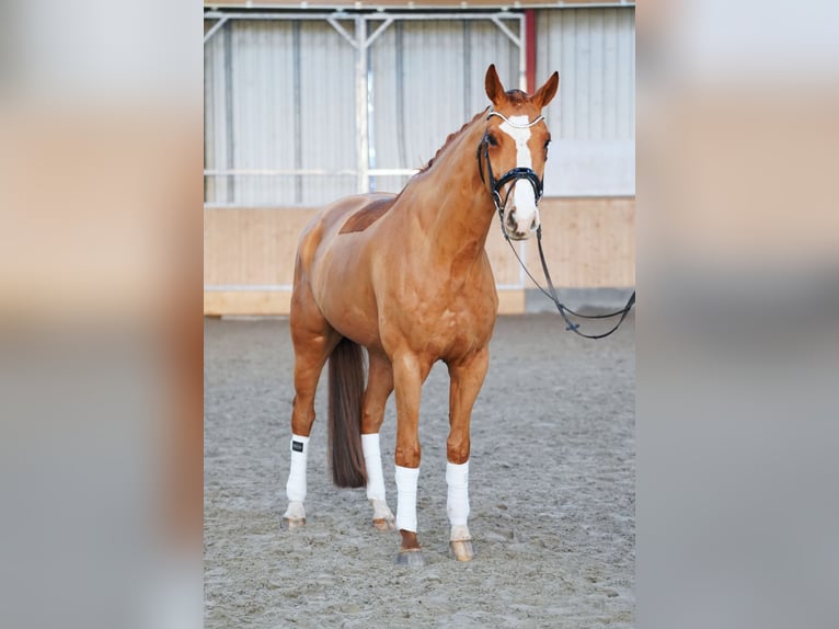 Hannoveraner Wallach 7 Jahre 170 cm Fuchs in Hohenfelde