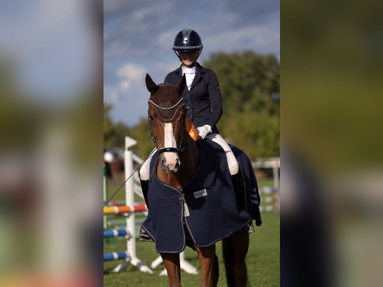 Hannoveraner Wallach 7 Jahre 170 cm Fuchs in Hohenfelde