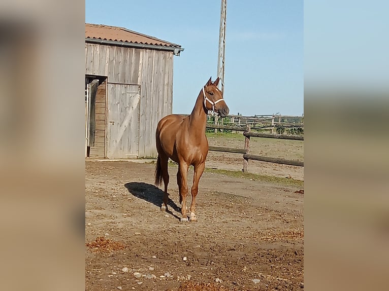 Hannoveraner Wallach 7 Jahre 170 cm Fuchs in Jülich