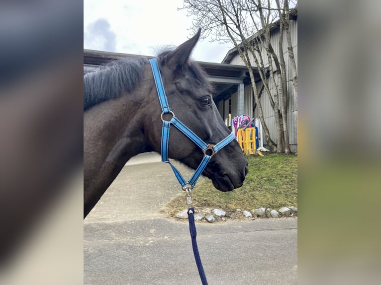 Hannoveraner Wallach 7 Jahre 170 cm Rappe in Balve