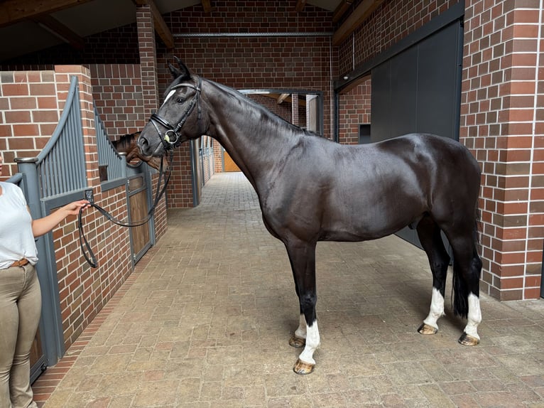 Hannoveraner Wallach 7 Jahre 170 cm Schwarzbrauner in Wacken