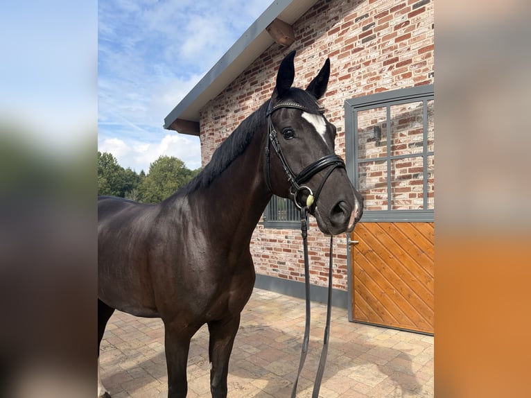Hannoveraner Wallach 7 Jahre 170 cm Schwarzbrauner in Wacken