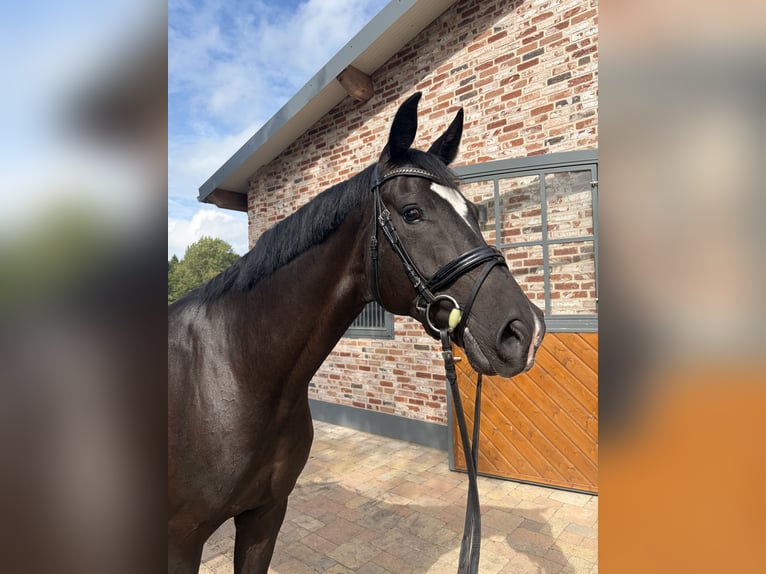 Hannoveraner Wallach 7 Jahre 170 cm Schwarzbrauner in Wacken