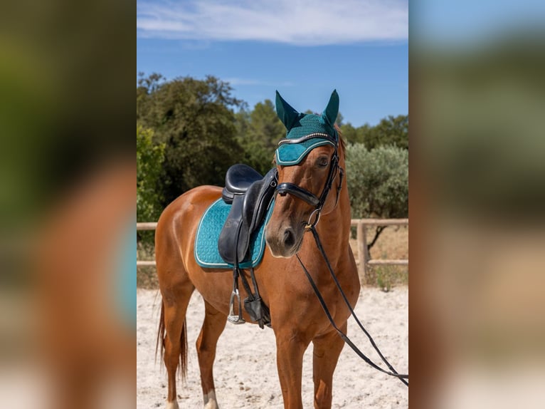 Hannoveraner Wallach 7 Jahre 171 cm Fuchs in Aubagne