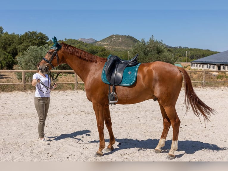 Hannoveraner Wallach 7 Jahre 171 cm Fuchs in Aubagne