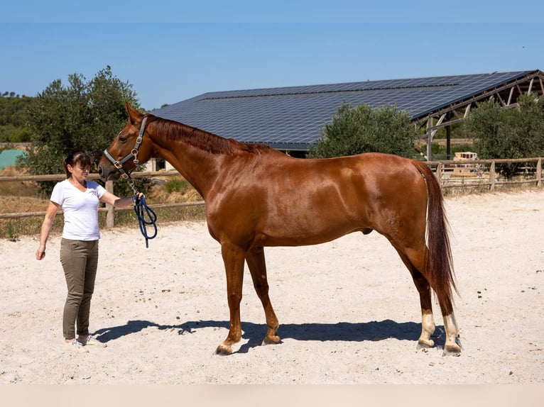 Hannoveraner Wallach 7 Jahre 171 cm Fuchs in Aubagne