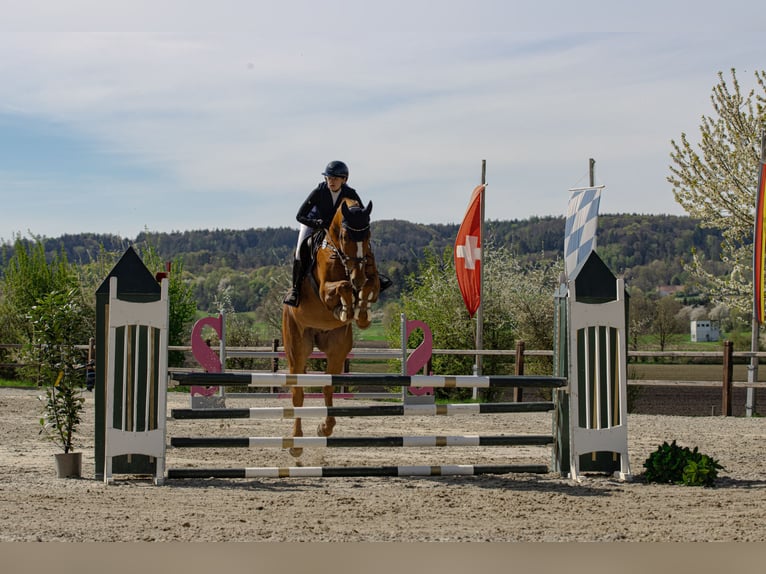 Hannoveraner Wallach 7 Jahre 171 cm Fuchs in Huglfing