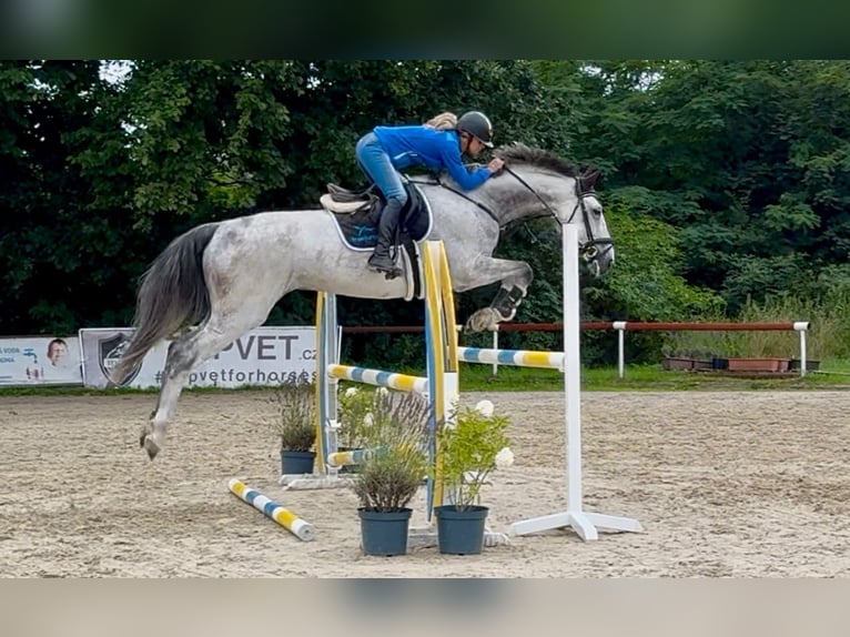 Hannoveraner Wallach 7 Jahre 171 cm Schimmel in Brno