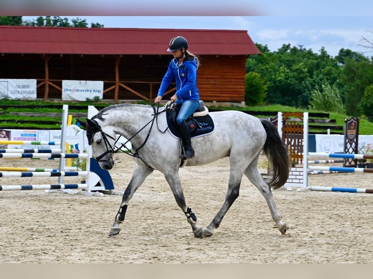 Hannoveraner Wallach 7 Jahre 171 cm Schimmel in Brno