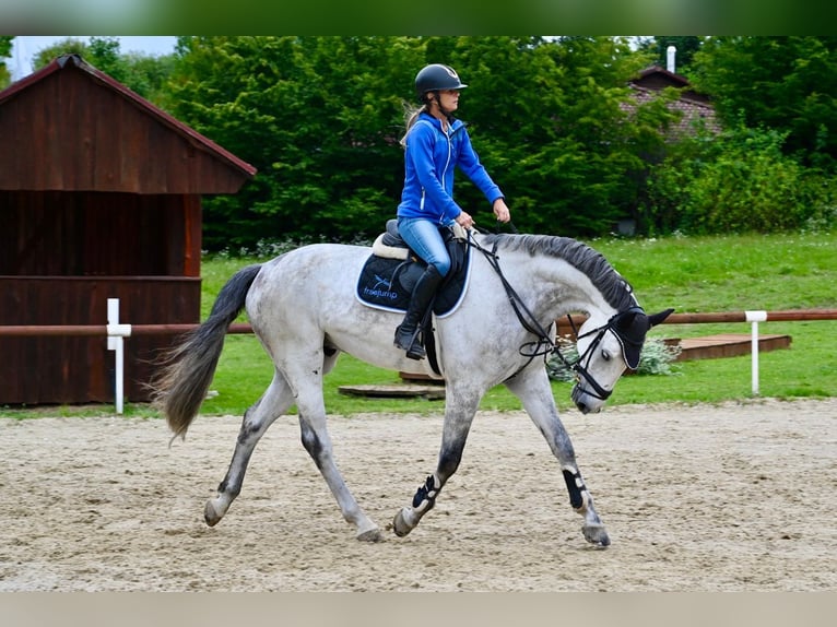 Hannoveraner Wallach 7 Jahre 171 cm Schimmel in Brno
