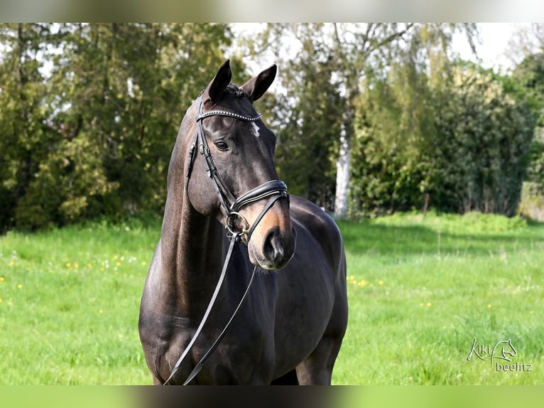 Hannoveraner Wallach 7 Jahre 171 cm Schwarzbrauner in Schwanewede