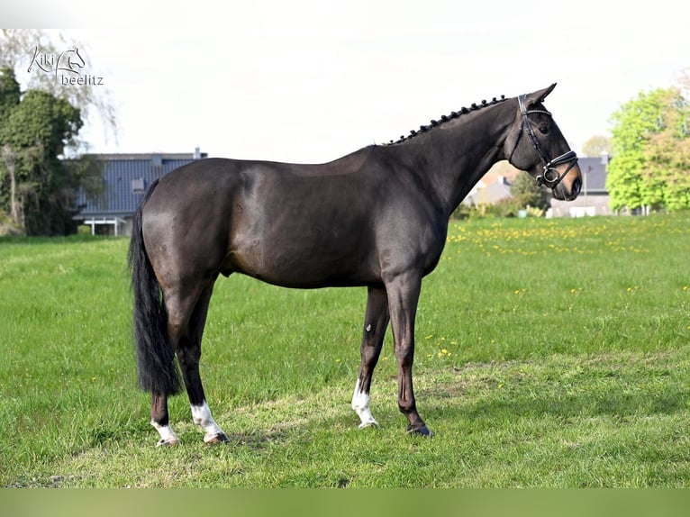 Hannoveraner Wallach 7 Jahre 171 cm Schwarzbrauner in Schwanewede
