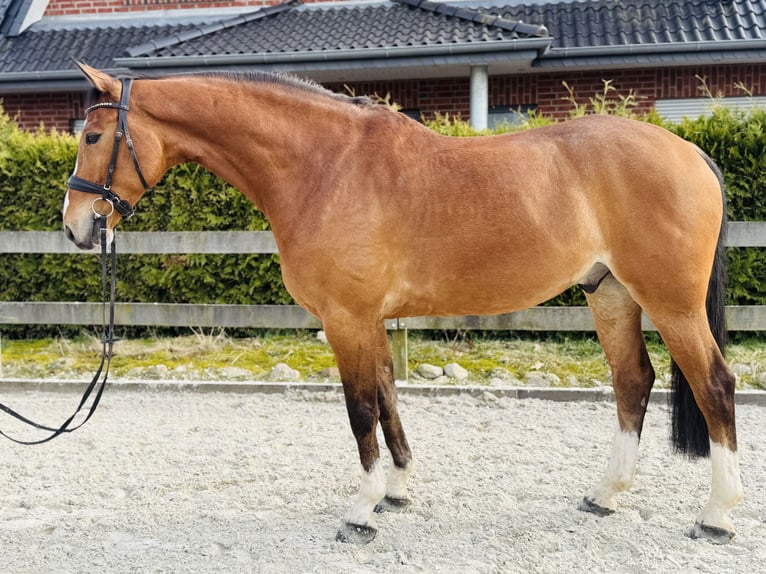 Hannoveraner Wallach 7 Jahre 172 cm Brauner in Bargstedt