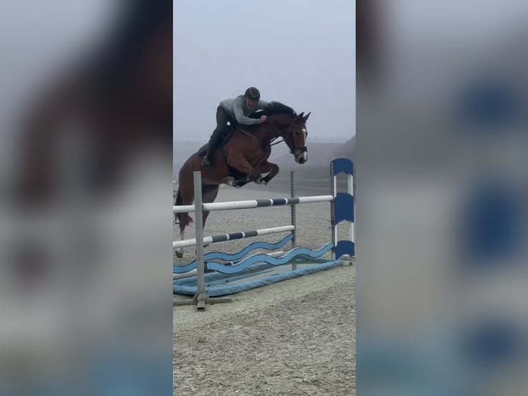 Hannoveraner Wallach 7 Jahre 172 cm Brauner in Bargstedt