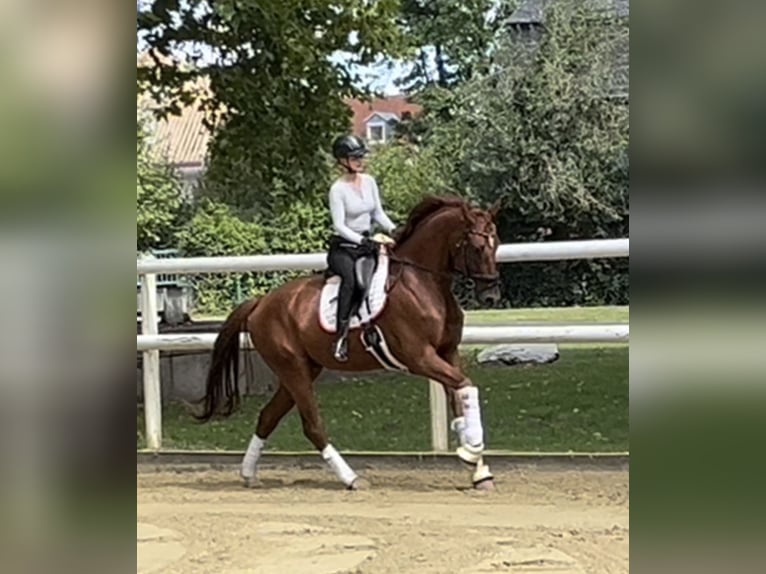 Hannoveraner Wallach 7 Jahre 172 cm Fuchs in Hamm