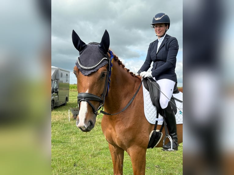 Hannoveraner Wallach 7 Jahre 172 cm Fuchs in Aukrug