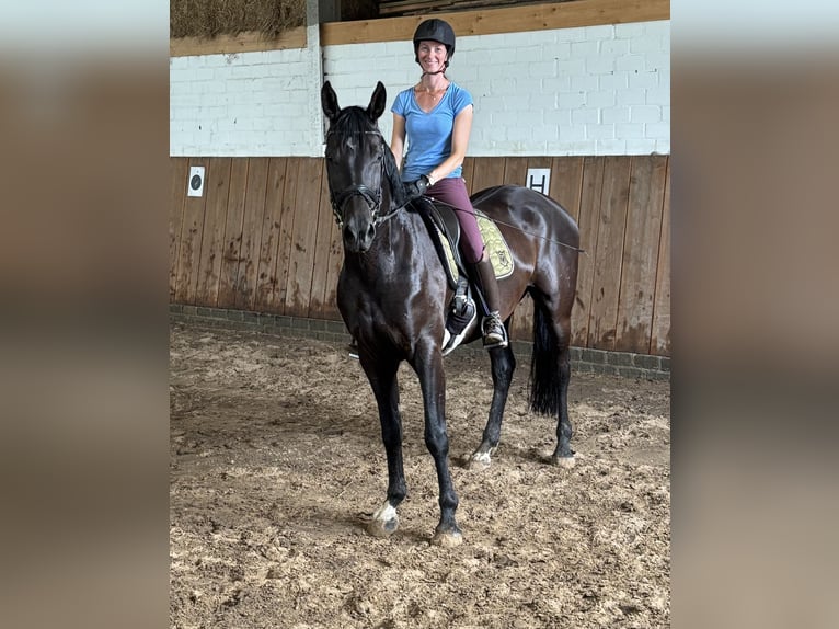 Hannoveraner Wallach 7 Jahre 172 cm Rappe in Gro&#xDF;heide