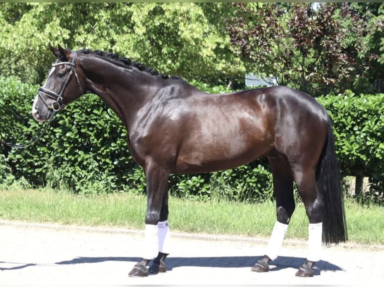 Hannoveraner Wallach 7 Jahre 172 cm Schwarzbrauner in Sint-Truiden