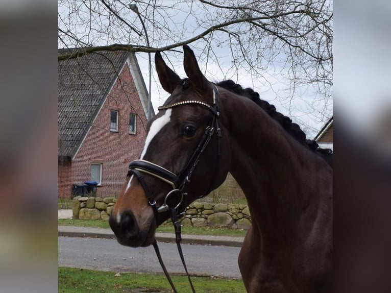 Hannoveraner Wallach 7 Jahre 173 cm Brauner in Hechingen