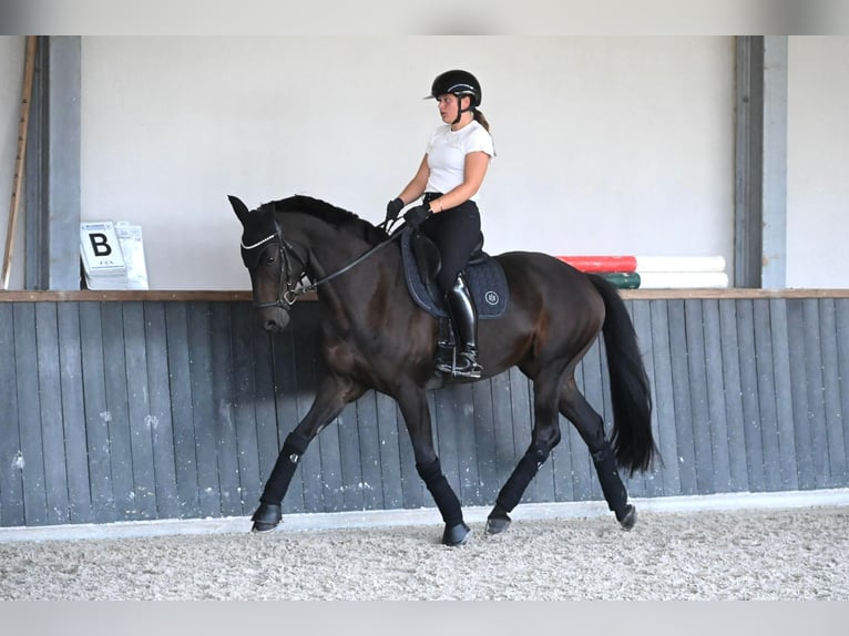 Hannoveraner Wallach 7 Jahre 173 cm Dunkelbrauner in Landau