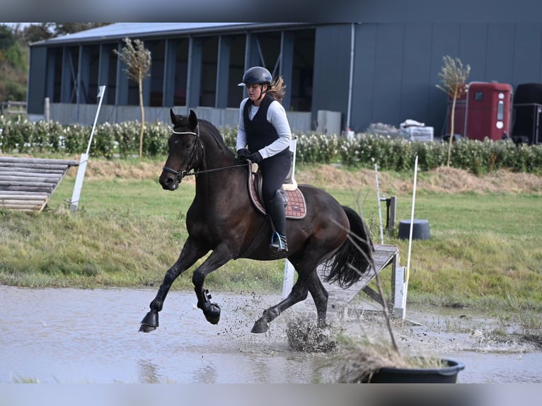 Hannoveraner Wallach 7 Jahre 173 cm Dunkelbrauner in Landau
