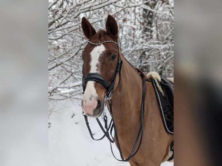 Hannoveraner Wallach 7 Jahre 173 cm Fuchs in Ahrensburg- Ahrensfelde