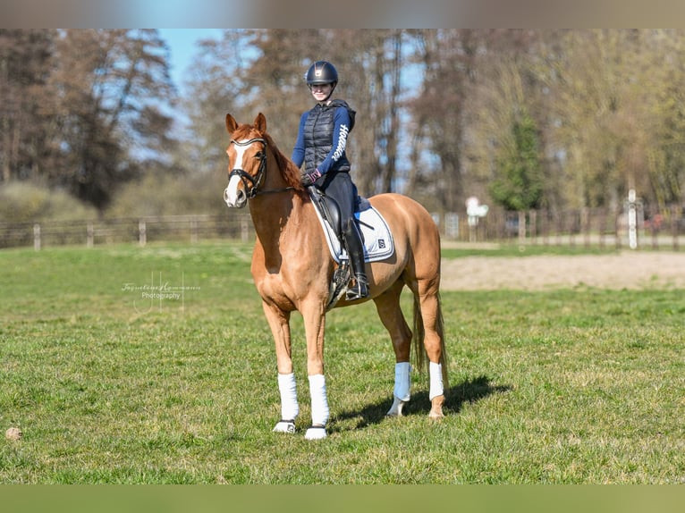 Hannoveraner Wallach 7 Jahre 173 cm Fuchs in Riedstadt