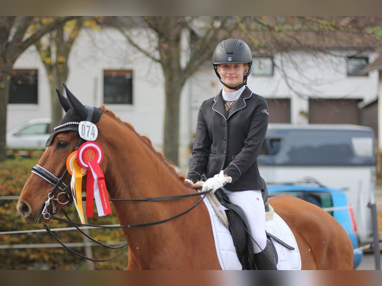 Hannoveraner Wallach 7 Jahre 173 cm Fuchs in Seesen