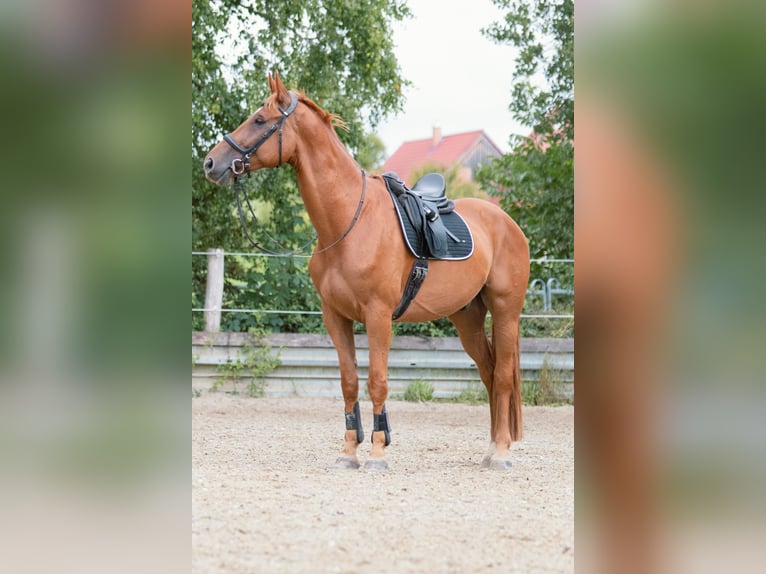 Hannoveraner Wallach 7 Jahre 173 cm Fuchs in Ulm