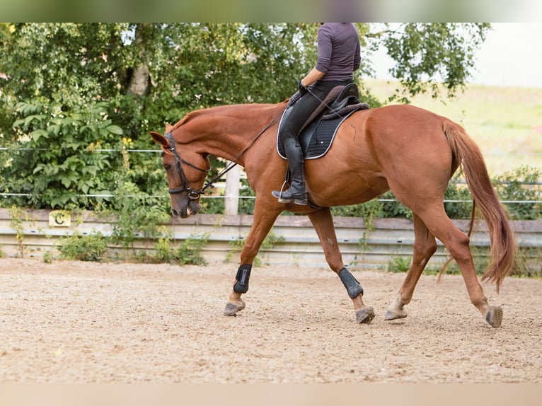 Hannoveraner Wallach 7 Jahre 173 cm Fuchs in Ulm