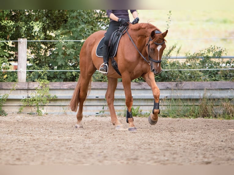 Hannoveraner Wallach 7 Jahre 173 cm Fuchs in Ulm