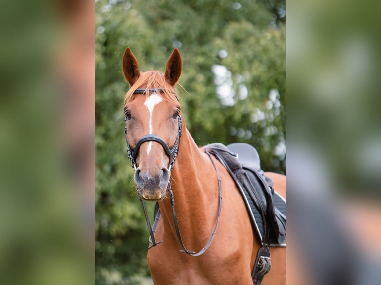 Hannoveraner Wallach 7 Jahre 173 cm Fuchs in Ulm