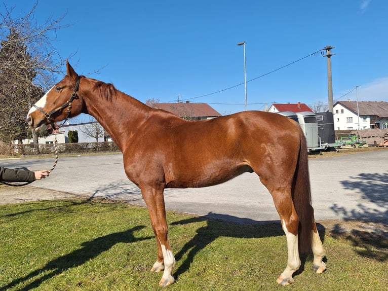 Hannoveraner Wallach 7 Jahre 173 cm Fuchs in Sch&#xF6;mberg