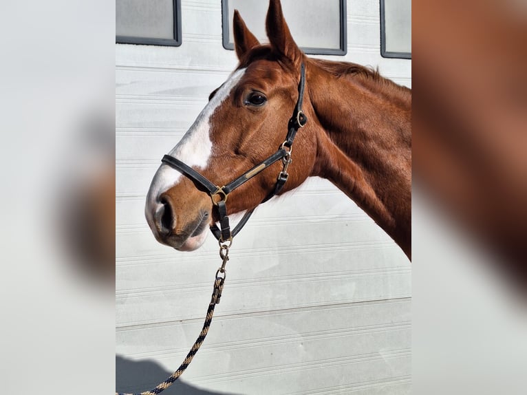 Hannoveraner Wallach 7 Jahre 173 cm Fuchs in Sch&#xF6;mberg