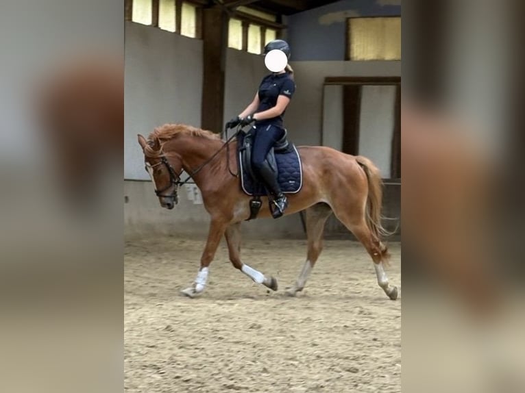 Hannoveraner Mix Wallach 7 Jahre 173 cm Fuchs in Wolfsberg