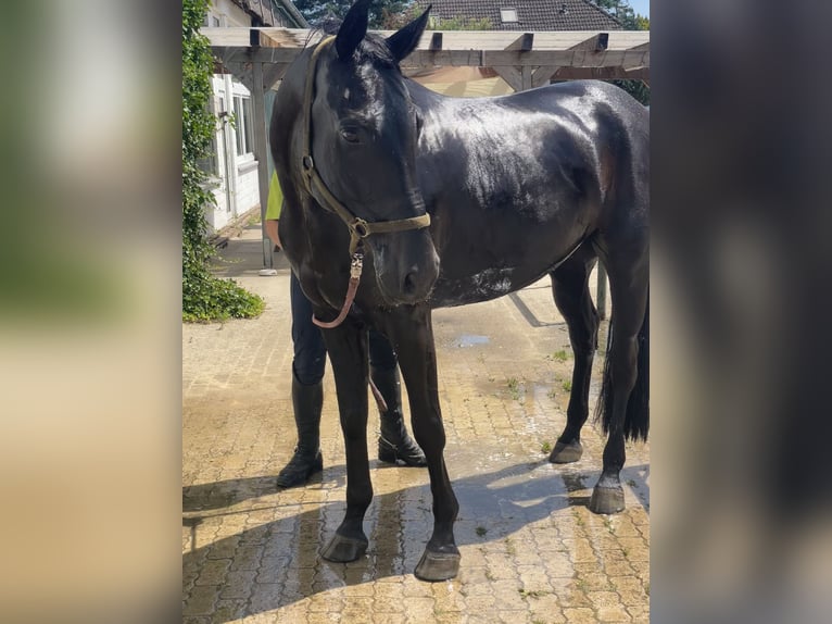 Hannoveraner Wallach 7 Jahre 173 cm Rappe in Sehnde
