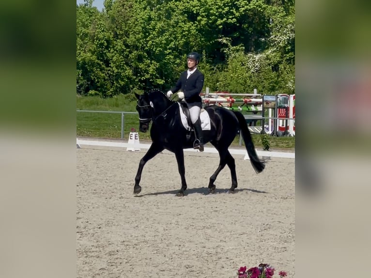 Hannoveraner Wallach 7 Jahre 173 cm Rappe in Sehnde
